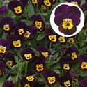 Bild von Viola P9 kleinbloemig Deltini Purple with golden center